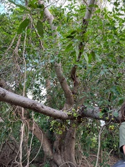 Ficus racemosa
