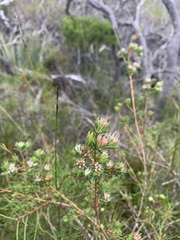 Darwinia procera