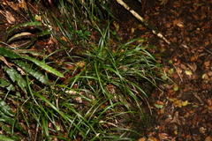 Cyperus disjunctus