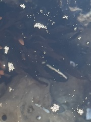 Cebidichthys violaceus