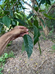 Ficus racemosa
