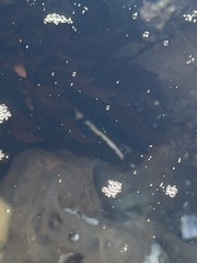 Cebidichthys violaceus