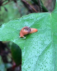 Stanisicarion freycineti