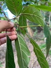 Ficus racemosa