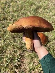 Boletus pseudopinophilus