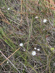 Actinotus minor