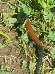 Plethodon yonahlossee