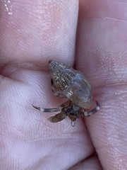 Amphissa versicolor