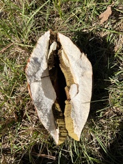 Boletus pseudopinophilus