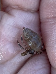 Amphissa versicolor