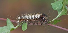 Acronicta longa