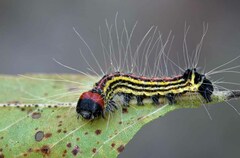 Acronicta radcliffei