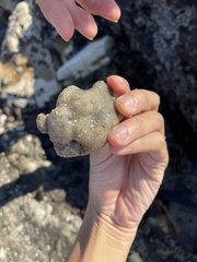 Aplidium californicum