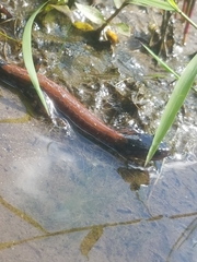 Plethodon yonahlossee