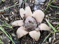 Geastrum