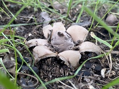 Geastrum