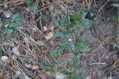 Ceanothus thyrsiflorus