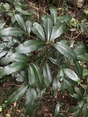 Ardisia cornudentata morrisonensis