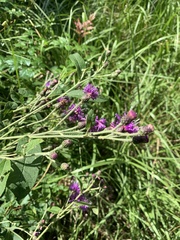 Vernonia missurica