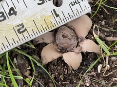Geastrum