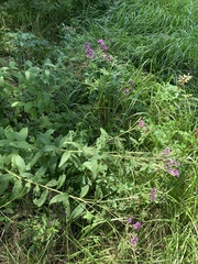 Vernonia missurica
