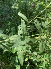 Vernonia missurica