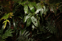 Ripogonum discolor