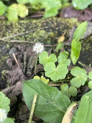 Hydrocotyle leucocephala