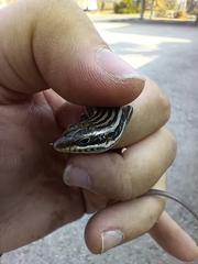 Heremites septemtaeniatus