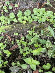 Hydrocotyle leucocephala