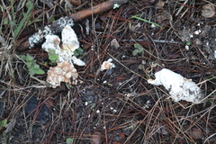 Amanita magniverrucata