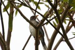 Turdus plumbeus