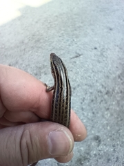 Heremites septemtaeniatus