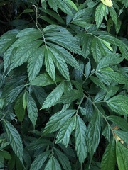 Elatostema lineolatum