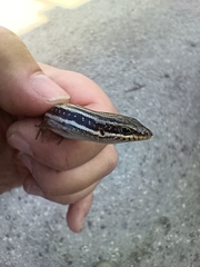 Heremites septemtaeniatus