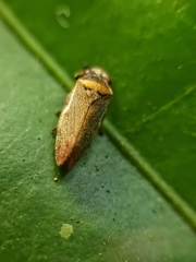 Eoscarta roseinervis