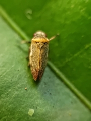 Eoscarta roseinervis