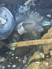 Clinocottus globiceps