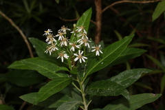 Olearia elliptica