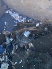 Clinocottus globiceps