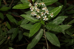 Olearia elliptica