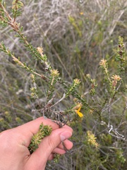 Pultenaea tuberculata