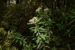 Olearia elliptica
