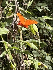 Dryas iulia moderata