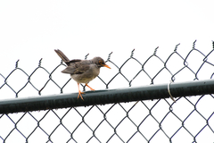 Turdus plumbeus