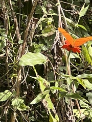 Dryas iulia moderata