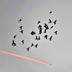 Columba livia domestica