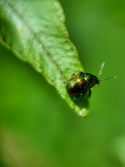 Cleorina aeneomicans