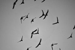 Columba livia domestica