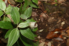 Coronidium telfordii